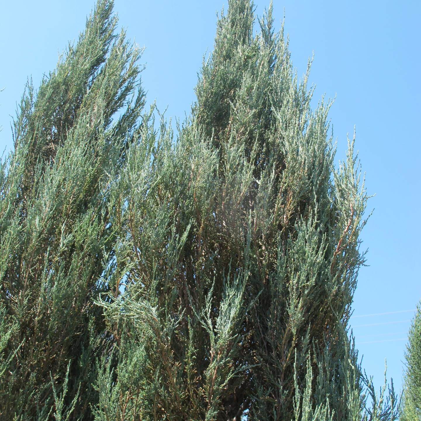 skyrocket juniper height and width