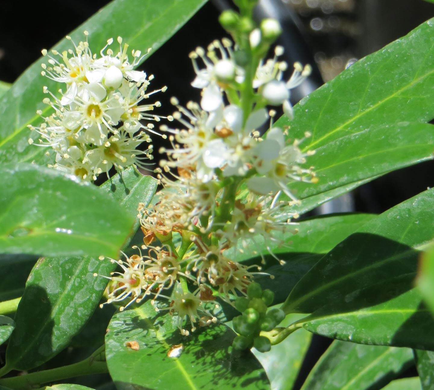 Prunus laurocerasus 'Zabeliana' - Boething Treeland Farms