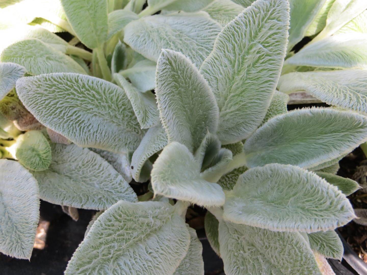 Stachys byzantina - Boething Treeland Farms