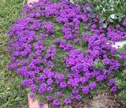 Verbena Blue Violet - Boething Treeland Farms