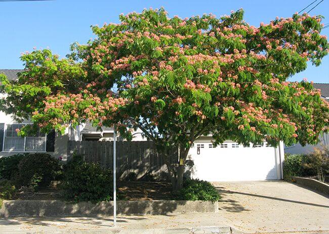 Albizia Julibrissin Boething Treeland Farms