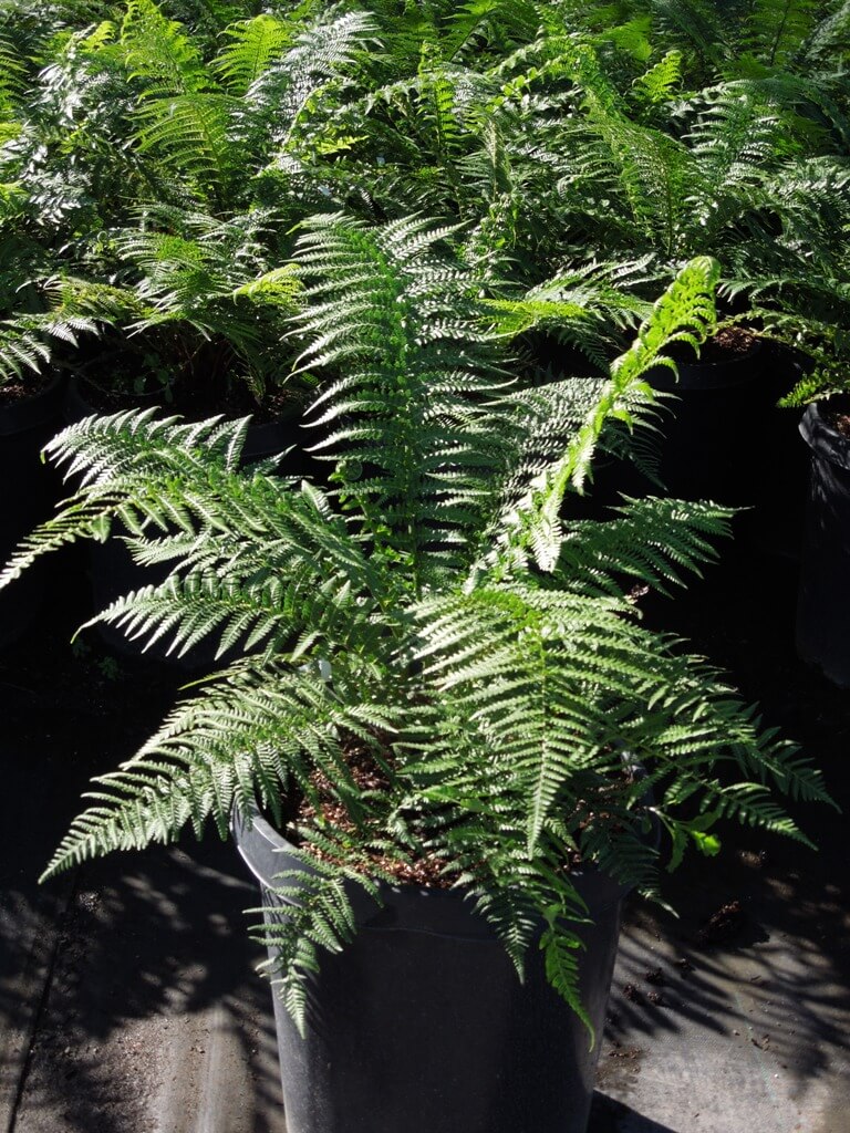 Dicksonia antarctica - Boething Treeland Farms