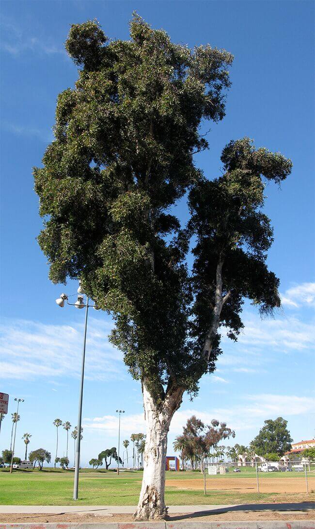 Melaleuca Quinquenervia (leucadendra) - Boething Treeland Farms