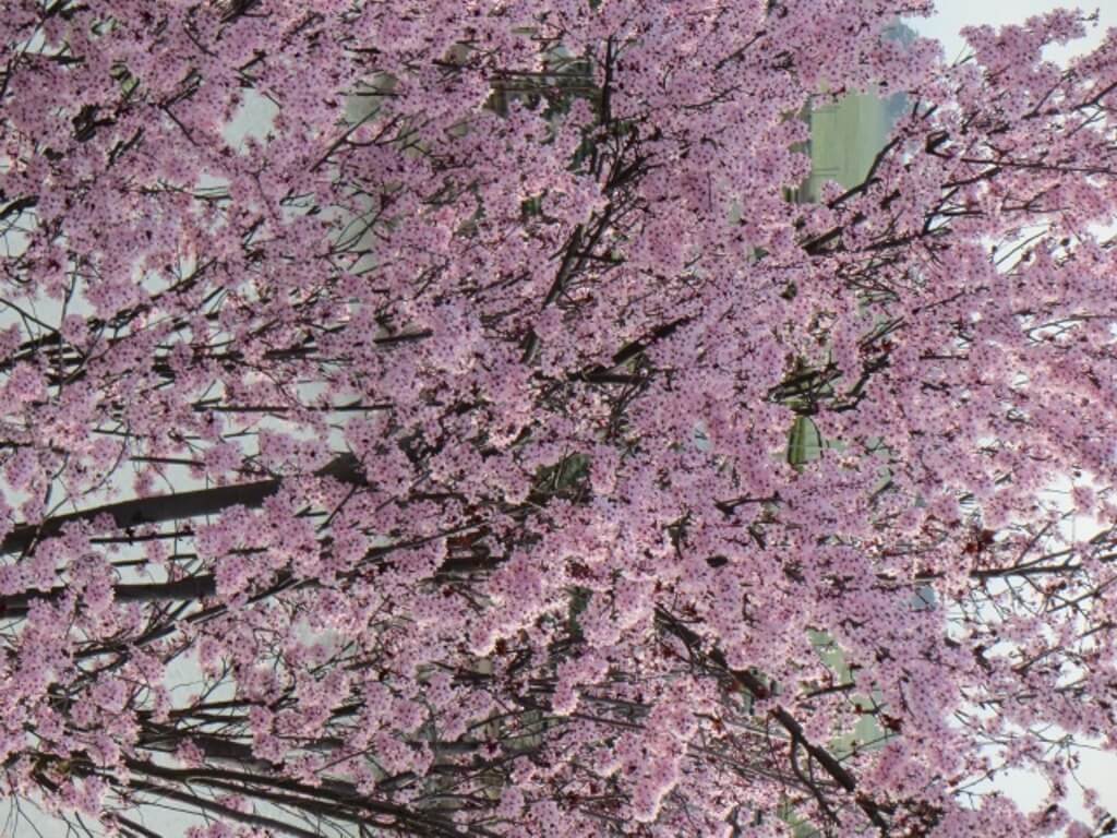 Prunus cerasifera 'Krauter Vesuvius' - Boething Treeland Farms